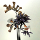 Illustration for article titled These Beautifully Realistic Flowers Are Actually Pure Code